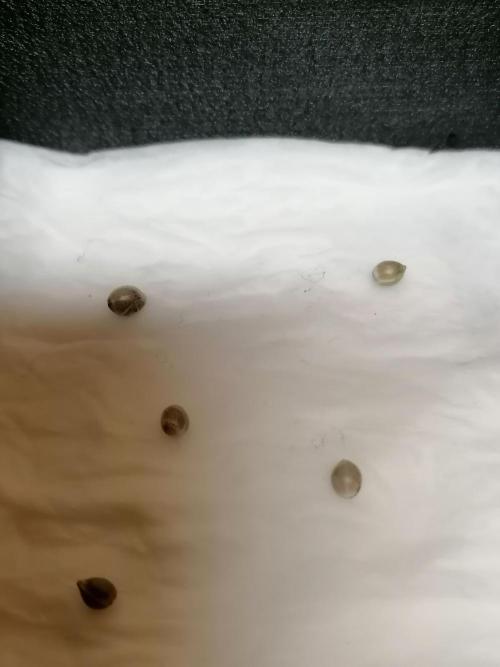 Sweetopia -Paradise Seeds-. Week 0