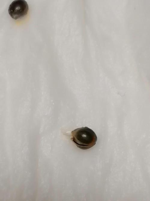 Sweetopia -Paradise Seeds-. Week 0 - After 12h watering