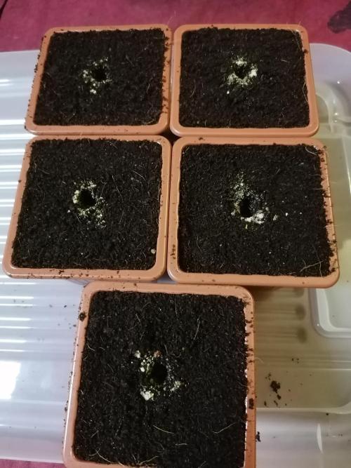 Sweetopia -Paradise Seeds-. Week 0 - Pure Coco with some Myko's