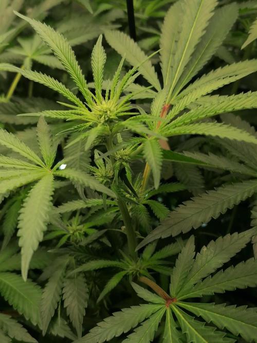 Sweet Berry's. Week 10 - W3D17