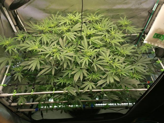 Sweet Berry's. Week 10 - W3D17