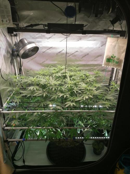 Sweet Berry's. Week 10 - W3D17