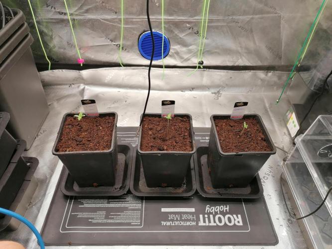 Sweetopia -Paradise Seeds-. Week 1