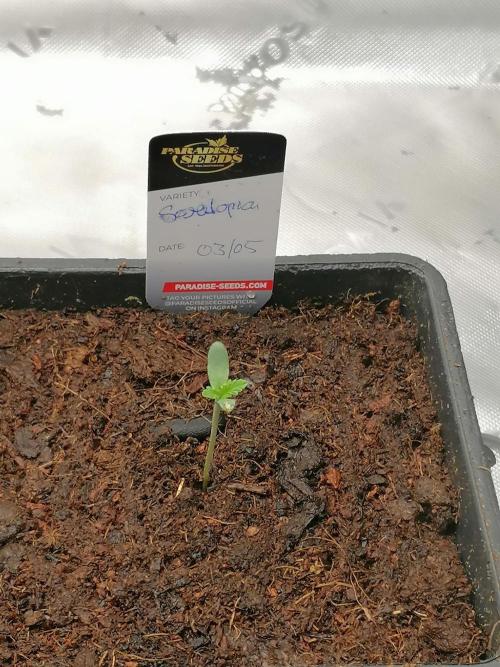 Sweetopia -Paradise Seeds-. Week 1
