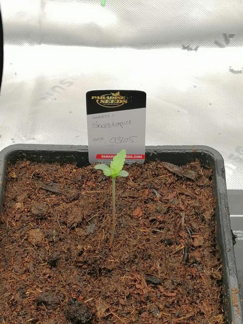 Sweetopia -Paradise Seeds-. Week 1