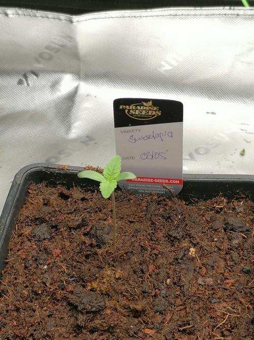Sweetopia -Paradise Seeds-. Week 1