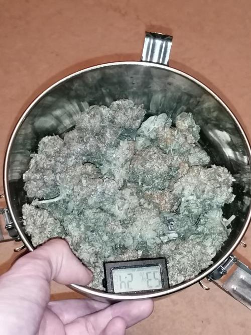 FastBud - Papayton -. Week 14