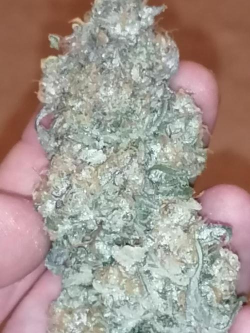 FastBud - Papayton -. Week 14