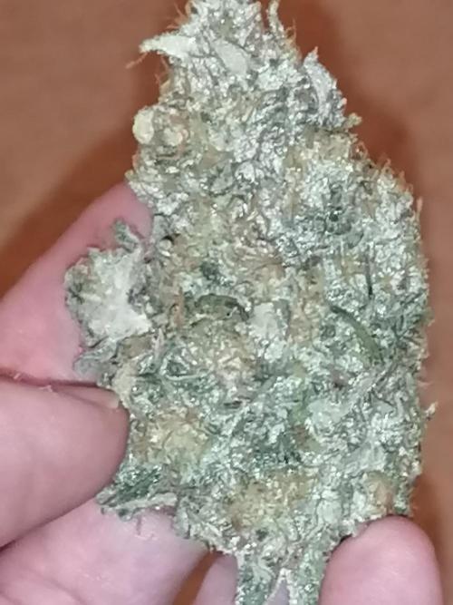 FastBud - Papayton -. Week 14