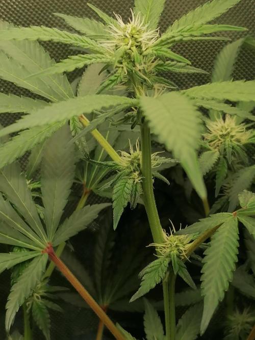 Sweet Berry's. Week 11 - W3D21 