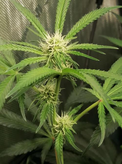 Sweet Berry's. Week 11 - W3D21 