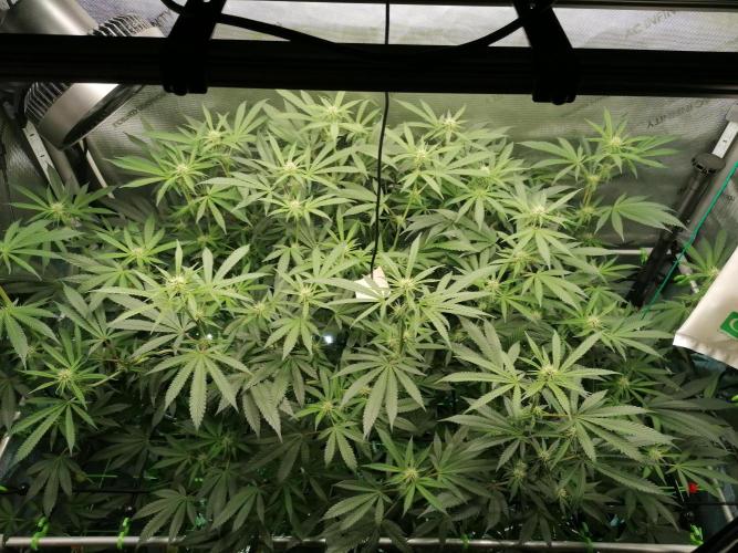 Sweet Berry's. Week 11 - W3D21 