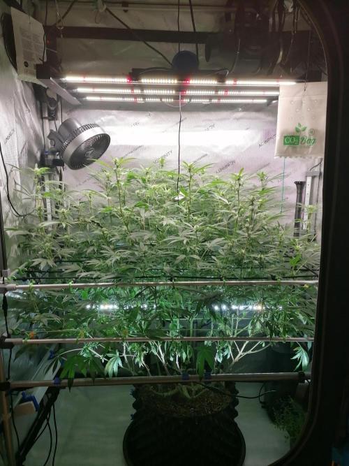 Sweet Berry's. Week 11 - W3D21 