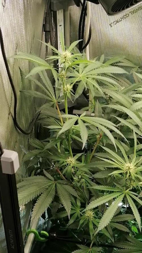 Sweet Berry's