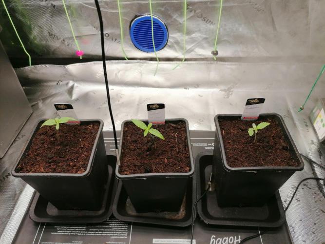 Sweetopia -Paradise Seeds-. Week 1 - W1D4