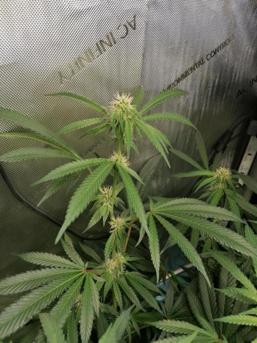 Sweet Berry's. Week 11 - W3D24