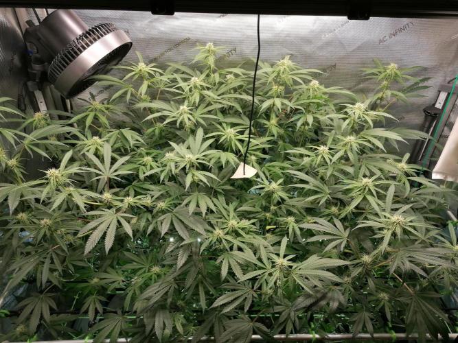 Sweet Berry's. Week 11 - W3D24