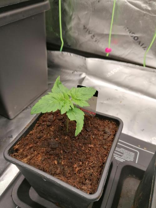 Sweetopia -Paradise Seeds-. Week 2 - W2D7