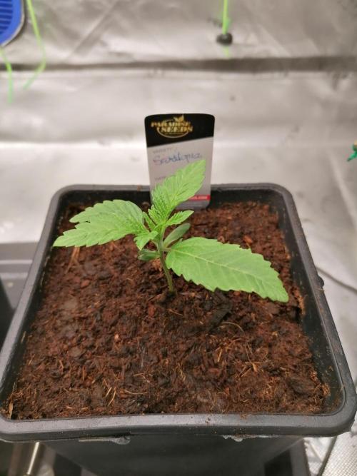 Sweetopia -Paradise Seeds-. Week 2 - W2D7