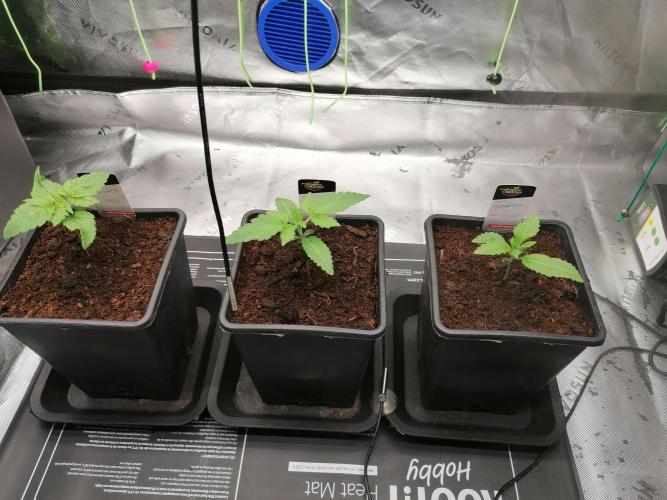 Sweetopia -Paradise Seeds-. Week 2 - W2D7