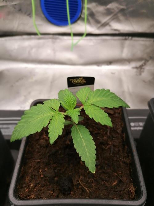 Sweetopia -Paradise Seeds-. Week 2 - W2D7