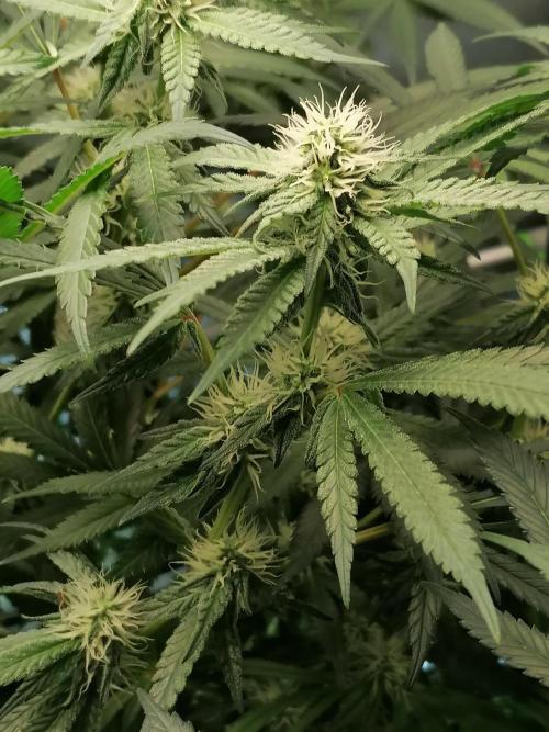 Sweet Berry's. Week 12 - W5D29