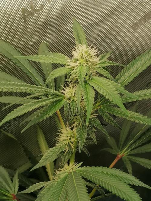 Sweet Berry's. Week 12 - W5D29
