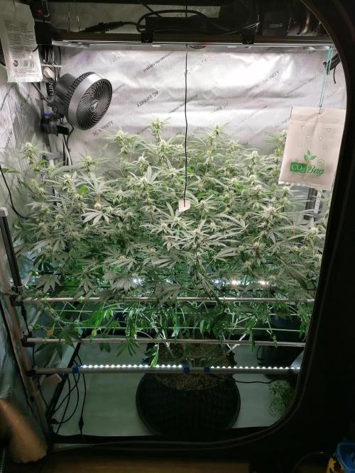 Sweet Berry's. Week 12 - W5D29