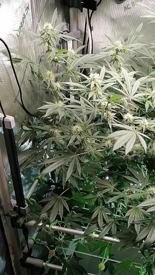 Sweet Berry's