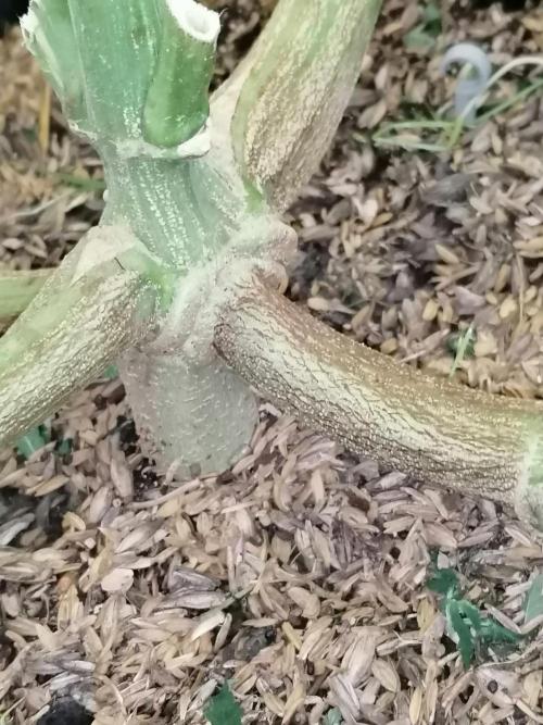 Sweet Berry's. Week 12 - 💪💪 