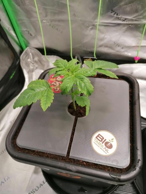 Sweetopia -Paradise Seeds-. Week 2 - W2D12
Sorgenkind🙄 
