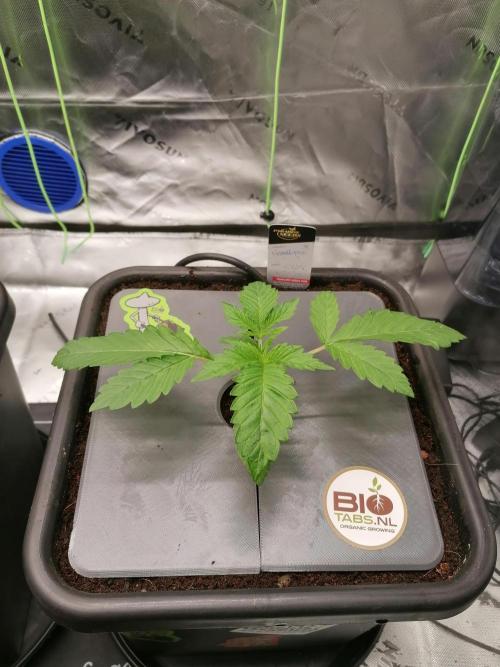 Sweetopia -Paradise Seeds-. Week 2 - W2D12