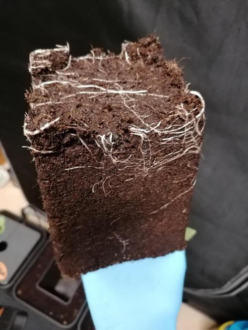 Sweetopia -Paradise Seeds-. Week 2