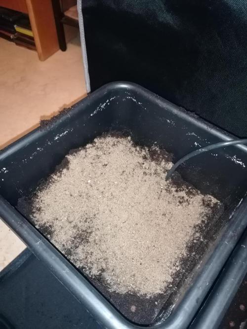 Sweetopia -Paradise Seeds-. Week 2 - 5g/l Greenhouse Feeding BioGrow 
