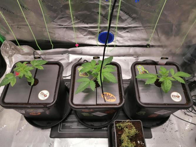 Sweetopia. Week 2