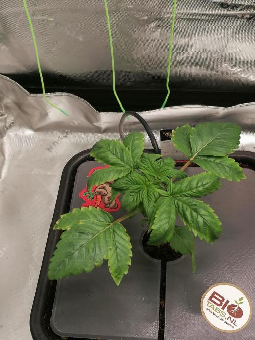 Sweetopia -Paradise Seeds-. Week 3 - W3d15