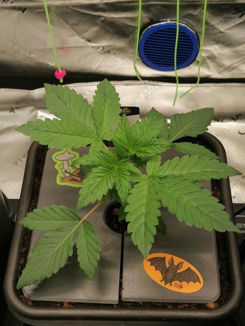 Sweetopia -Paradise Seeds-. Week 3 - W3D15