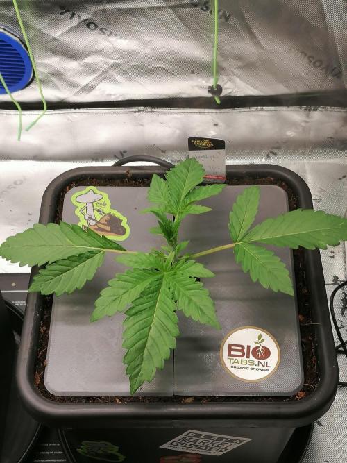 Sweetopia -Paradise Seeds-. Week 3 - W3D15