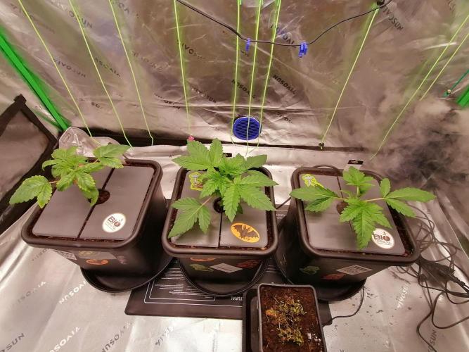 Sweetopia -Paradise Seeds-. Week 3 - W3D15