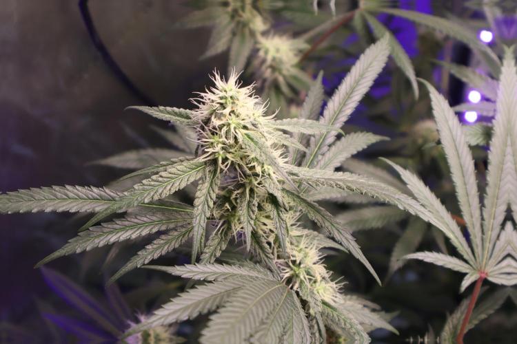 Sweet Berry's. Week 13 - W6D38
