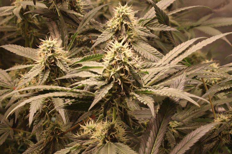 Sweet Berry's. Week 13 - W6D38