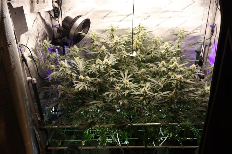 Sweet Berry's. Week 13 - W6D38