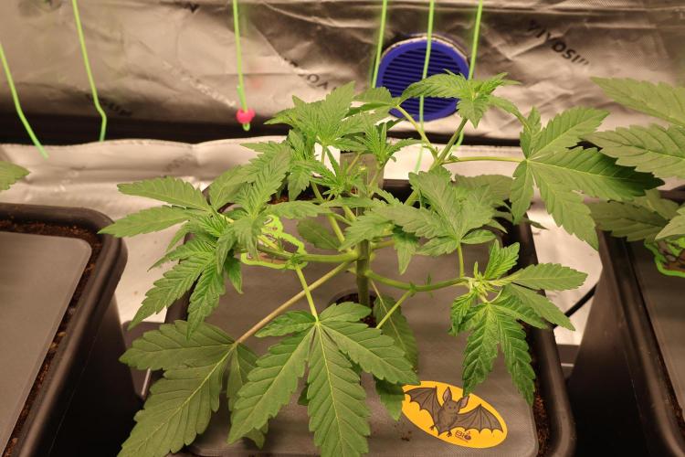 Sweetopia -Paradise Seeds-. Week 3 - W3D20 after defoil/Topping