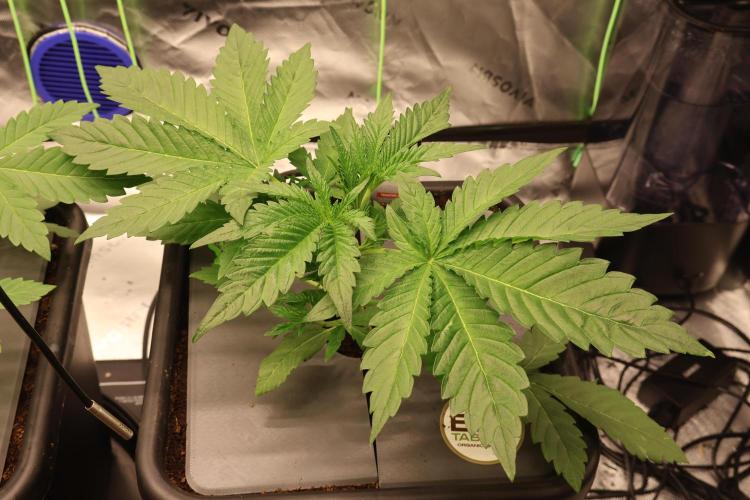 Sweetopia -Paradise Seeds-. Week 3 - W3D20