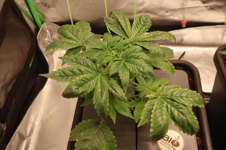 Sweetopia. Week 3