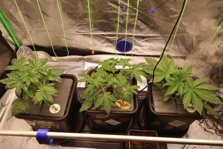 Sweetopia -Paradise Seeds-. Week 3 - W3D20