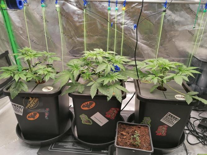 Sweetopia -Paradise Seeds-. Week 4 - W4D22