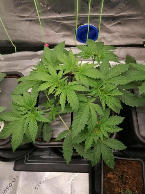 Sweetopia -Paradise Seeds-. Week 4 - W4D22