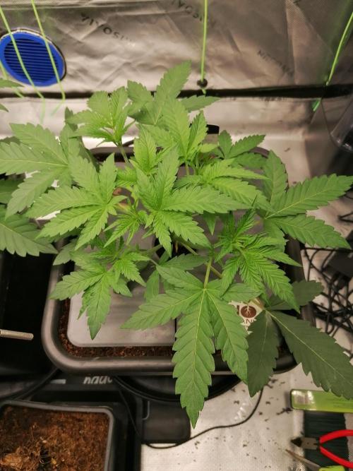 Sweetopia -Paradise Seeds-. Week 4 - W4D22