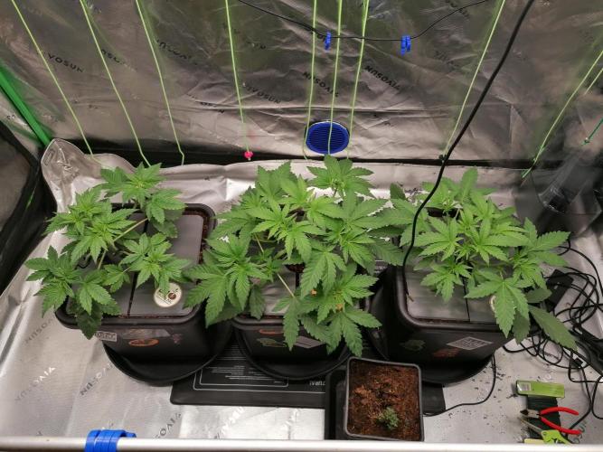 Sweetopia -Paradise Seeds-. Week 4 - W4D22